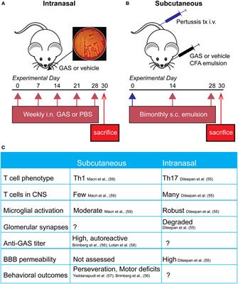 Hello from the Other Side: How Autoantibodies Circumvent the Blood–Brain Barrier in Autoimmune Encephalitis